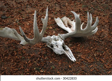 Moose Skull With Antlers