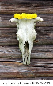 Moose Skull With Dandelion Crown On The Weathered Wooden Wall Background