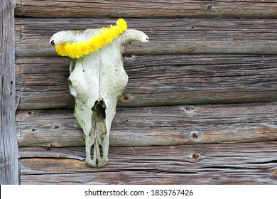 Moose Skull With Dandelion Crown On The Weathered Wooden Wall Background