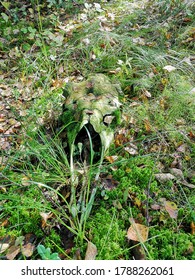 Moose Skull In The Green