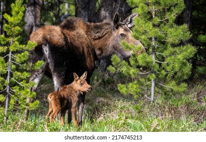 Moose with a small calf in the forest. Moose in forest. Moose family portrait. Moose in nature
