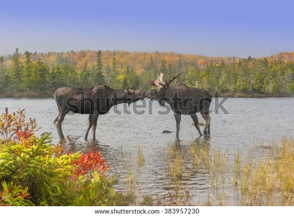 Moose Smooch - A cow and bull moose touch noses in\
a show of affection during the fall mating season. Baxter State\
Park, Maine.