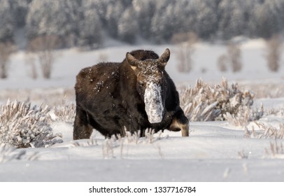 Moose In Snow