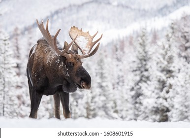 A Moose In Snow In Jasper Canada 