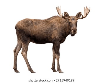 Moose standing, side view, isolated on white background