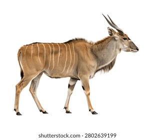 Moose Standing Side View Isolated on White Background Large Forest Mammal