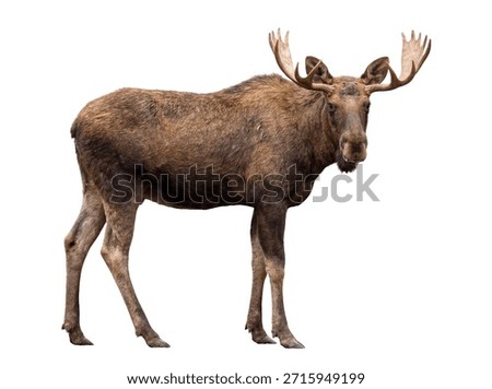 Moose standing, side view, isolated on white background