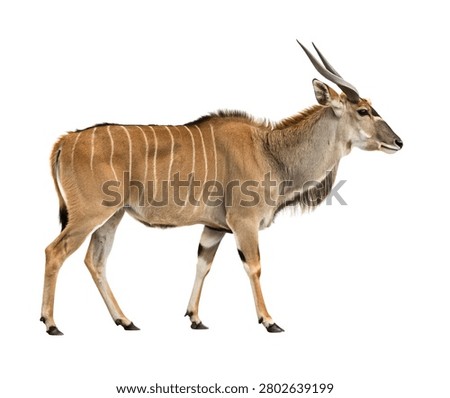 Moose Standing Side View Isolated on White Background Large Forest Mammal