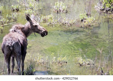 Moose standing in a stream