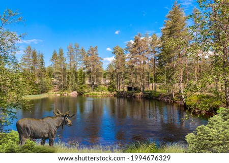 Moose stands by a Swedish river on a beautiful summer day