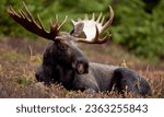 Moose - Sweden

The moose, or "älg" in Swedish, is a symbol of Sweden