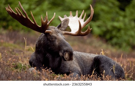 Moose - Sweden
					
					The moose, or "älg" in Swedish, is a symbol of Sweden's wilderness and nature.