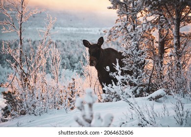 Moose In Swedish Lapland Beautiful Winter Landscape