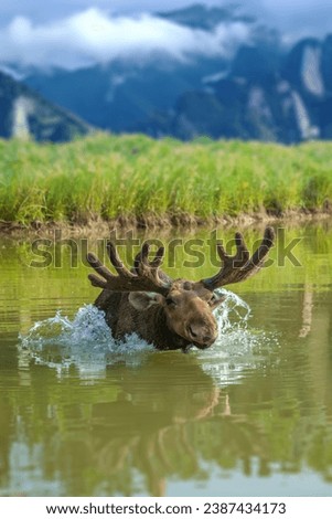 Moose swimming in lake with big horns on mountain background. Wildlife scene from nature