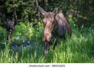 Moose Tall Grass Stock Photo 580313692 | Shutterstock