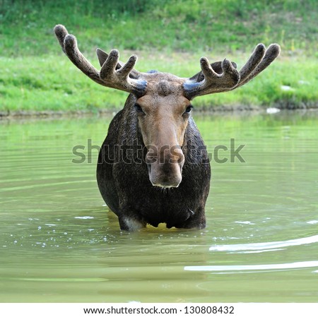 Moose in their natural habitat