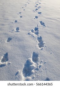 Moose Tracks In Frozen Snow 