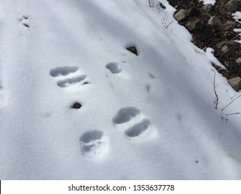 Moose Tracks In Snow