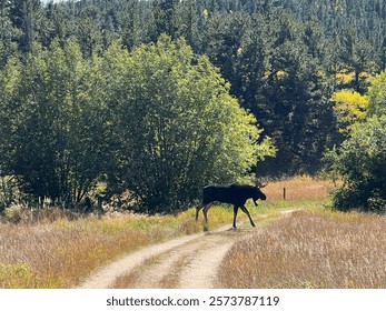 Moose walking across path in the fall in Colorado.