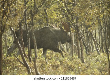 Moose walking in forest