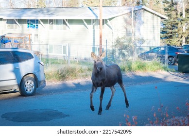 Moose Walking On Residential Street Of Suburban Duplex Houses With Chain Link Fence And Parked Cars In Anchorage, Alaska. Wildlife Animal In Neighborhood Subdivision Area Country Settings