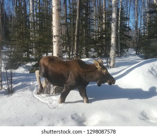 Moose Walking Through A Birch Forest