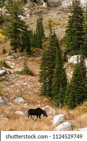 Moose Walking Through Utah Forest