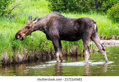 Moose walks on the river and eats grass. Moose in nature. Cute moose. Moose eat river grass