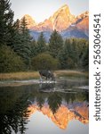 A moose in the water at sunrise in Grand Teton National Park