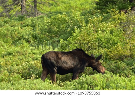 Moose in the Wild