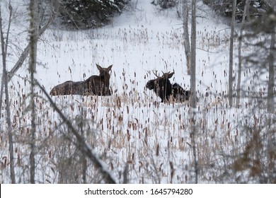 Moose In  Winter Algonquin Provincial Park Ontario Canada