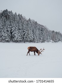 Moose In The Winter Of Canada