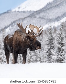 A Moose In Winter In Jasper National Park, Canada 