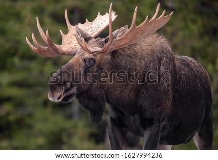 A moose in winter in Jasper National Park, Canada