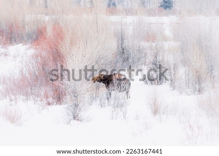 Moose in winter water,willows,snow and ice