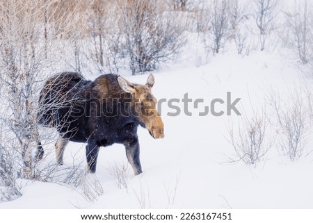 Moose in winter water,willows,snow and ice