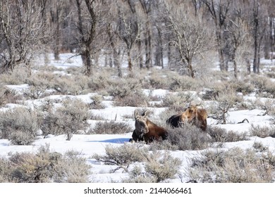 Moose Winter Wyoming Jackson Hole Snow Wildlife