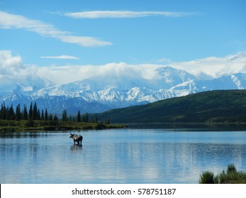 Moose In Wonder Lake