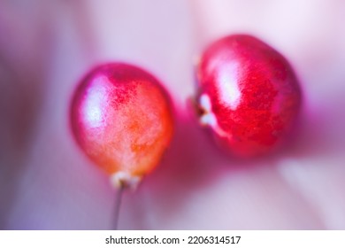 Mooseberry Berries In Palm Of Hand. Extreme Close Up Macro Photography Soft Focus