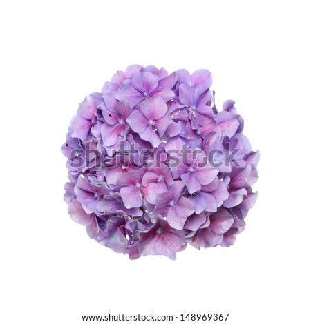 Image, Stock Photo White ball hydrangea flowers