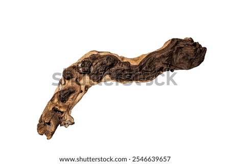 Mopane tree snag isolated on white background.