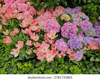 Mophead hydrangeas, Hydrangea macrophylla, and tulips