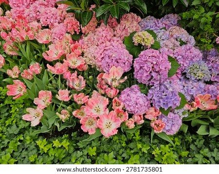 Mophead hydrangeas, Hydrangea macrophylla, and tulips