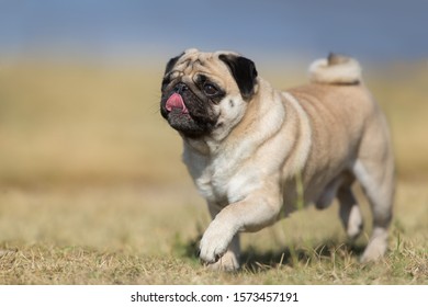 Mops run fast in fall field