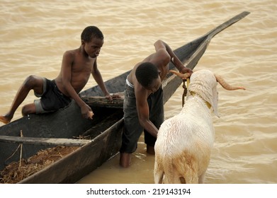 Mopti, Mali, Africa. August, 26, 2011. Muslim boys washing in the Niger River goats