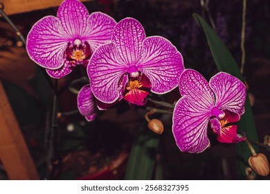Orquídeas moradas en la naturaleza 