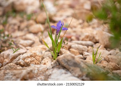 Moraea sisyrinchium or Gynandriris sisyrinchium, also known as barbary nut. Wild small irises. Easily found in Turkey, Mediterranean region.