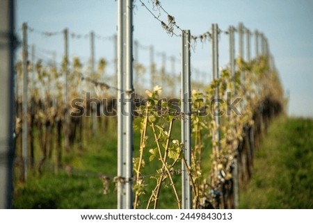 Old vines Environment