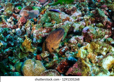 Moray Eel in an areas of dead coral on a damaged tropical coral reef