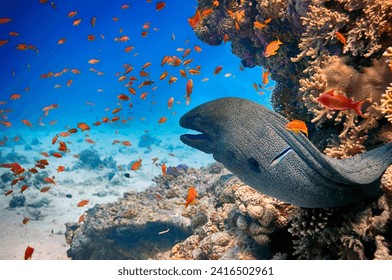 Moray eel in the cave of the coral reef. Red Sea - Powered by Shutterstock